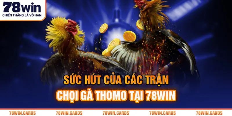 Sức hút của các trận chọi gà Thomo tại 78win